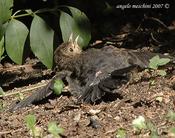 Occhiocotto juv sun bathing